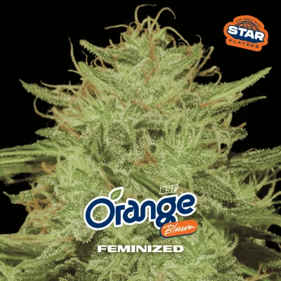 Orange Blossom Marijuana Seeds