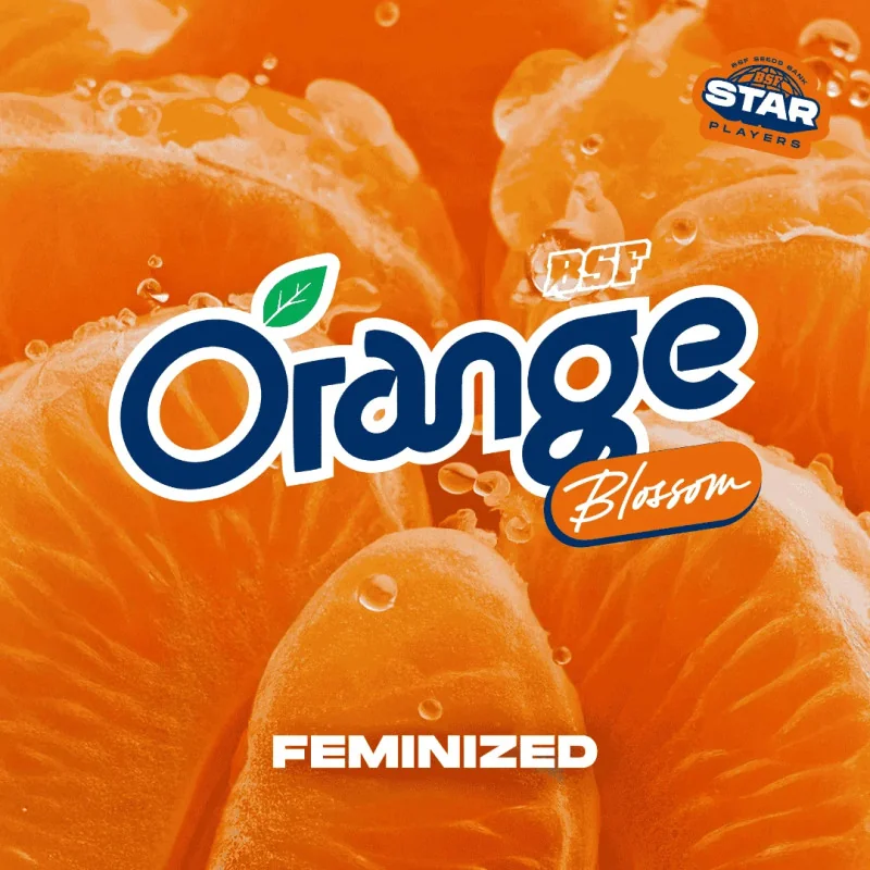 Semillas de Marihuana Orange Blossom