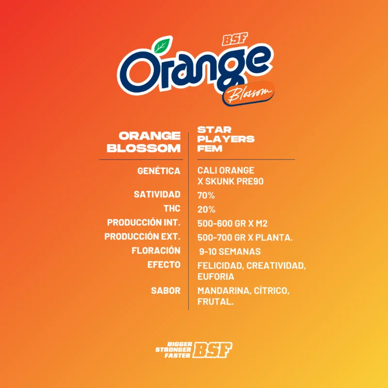 Orange Blossom | BSF Seeds the No.1 seed bank in Spain and Europe