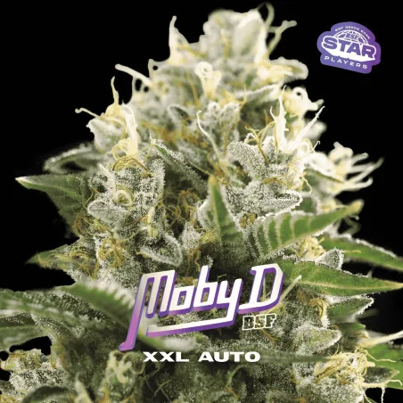 Moby D XXL Auto | BSF Seeds España y Europa