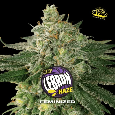 Lebron Haze Marijuana Seeds