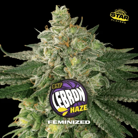 Lebron Haze | BSF Seeds the No.1 seed bank in Spain and Europe