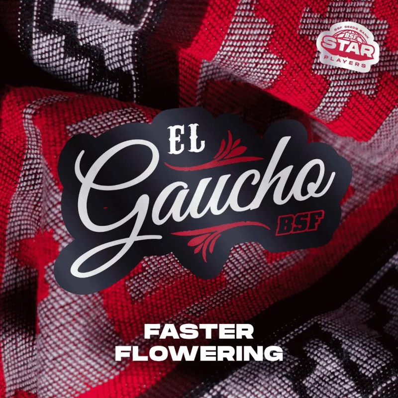 El Gaucho | BSF Seeds España y Europa