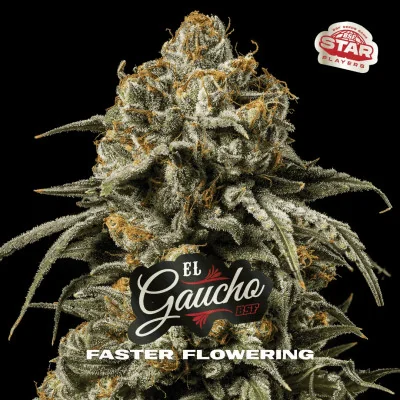 Gorilla Faster | BSF Seeds España y Europa
