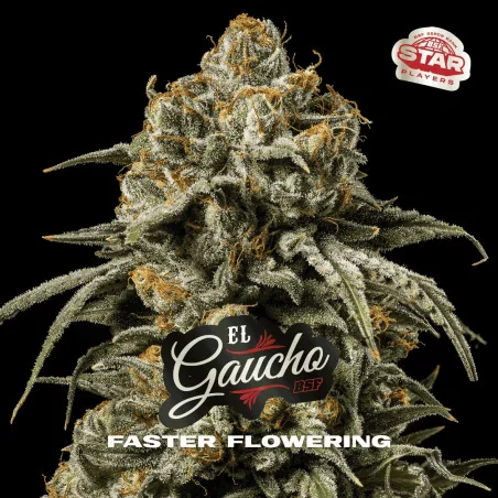 El Gaucho | BSF Seeds España y Europa