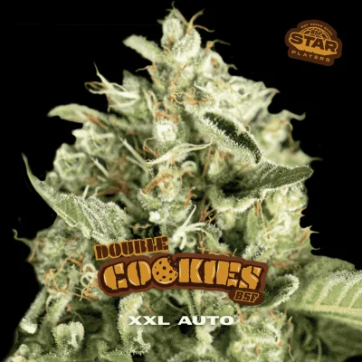 Gorilla Auto | BSF Seeds España y Europa