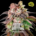 Critical +2 | BSF Seeds the No.1 seed bank in Spain and Europe