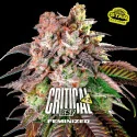 Critical +2 Marijuana Seeds