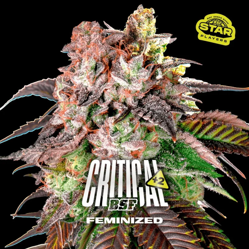 Critical +2 Marijuana Seeds