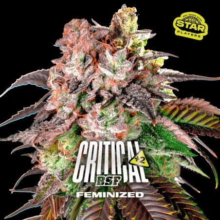 Critical +2 Marijuana Seeds