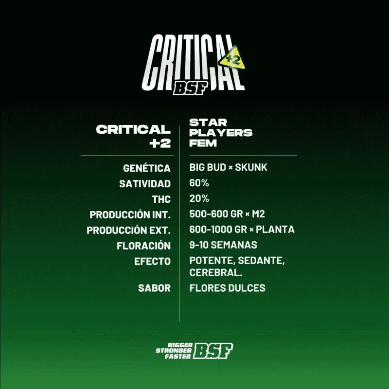 Critical +2 Marijuana Seeds
