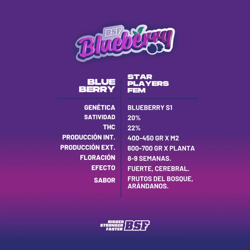 Blueberry Fem | BSF Seeds the No.1 seed bank in Spain and Europe