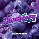 Blueberry Fem | BSF Seeds the No.1 seed bank in Spain and Europe