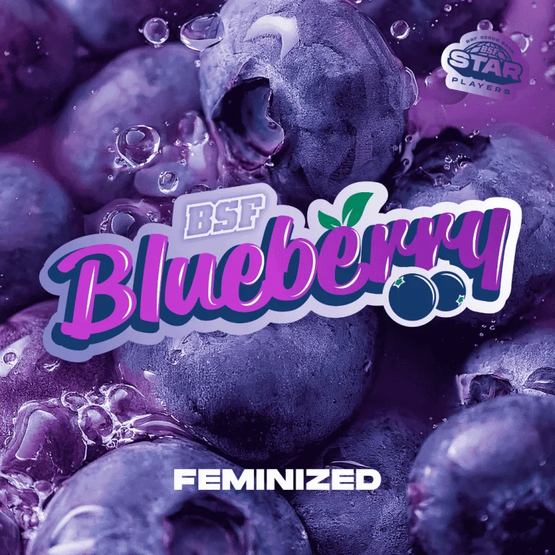 Blueberry Fem | BSF Seeds the No.1 seed bank in Spain and Europe