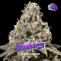 Blueberry Fem | BSF Seeds the No.1 seed bank in Spain and Europe