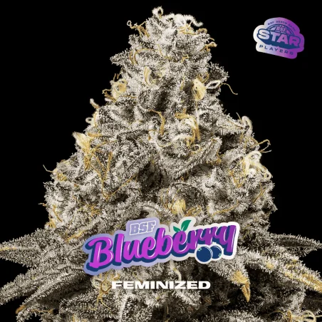 Blueberry Fem | BSF Seeds the No.1 seed bank in Spain and Europe