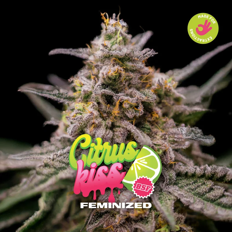 Citrus Kiss Feminizada BSF Seeds