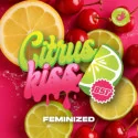 Citrus Kiss Feminized BSF Seeds