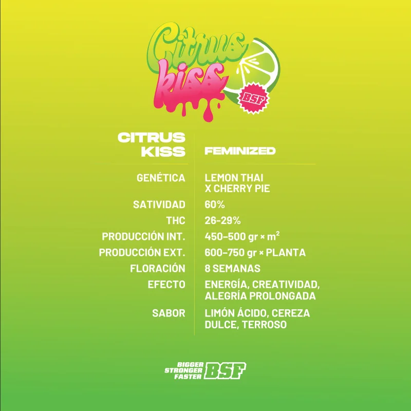 Citrus Kiss Feminizada BSF Seeds