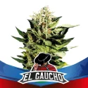 Semillas de Marihuana El Gaucho