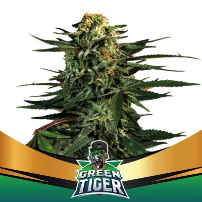 Gorilla Faster | BSF Seeds España y Europa