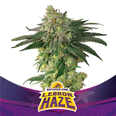Lebron Haze Marijuana Seeds