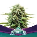 Moby D Marijuana Seeds
