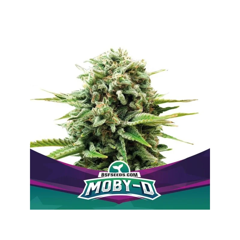 Moby D Marijuana Seeds