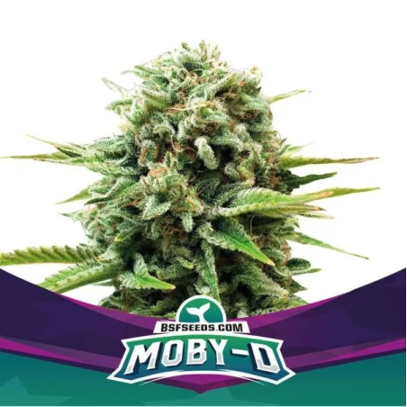 Moby D Marijuana Seeds