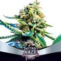 Nitro Haze Marijuana Seeds