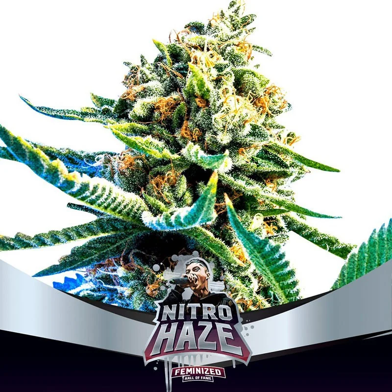 Nitro Haze Marijuana Seeds