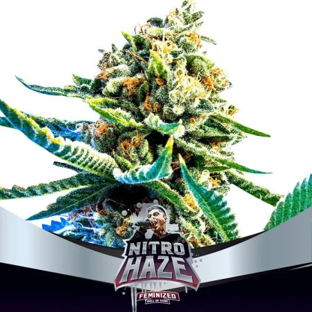 Nitro Haze Marijuana Seeds