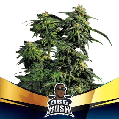 Gorilla Faster | BSF Seeds España y Europa