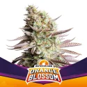 Semillas de Marihuana Orange Blossom