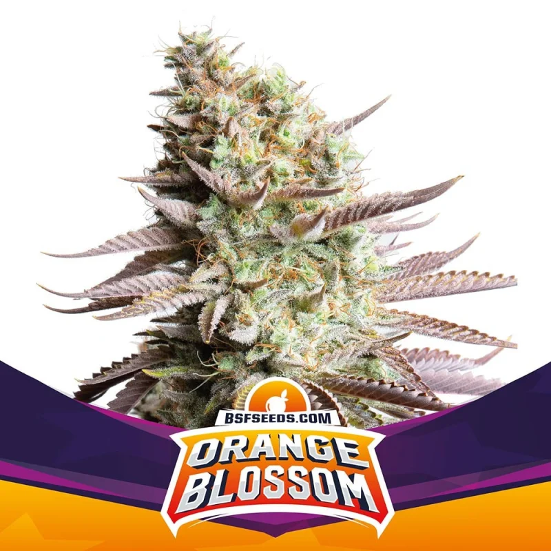 Semillas de Marihuana Orange Blossom