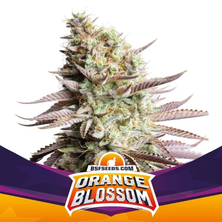 Semillas de Marihuana Orange Blossom