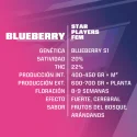 Semillas de Marihuana Blueberry Fem