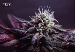 Preflowering in cannabis: the moment when your plant reveals what’s coming next