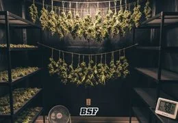 Cosecha y Secado del Cannabis: Donde el cultivo se convierte en arte