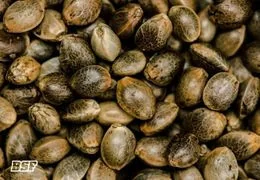 ¡El Big Bang de tu Cultivo!  Desbloquea el Potencial de tus Semillas con BSF SEEDS