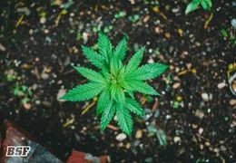 Fase vegetativa en climas mediterráneos: el secreto para un cultivo explosivo