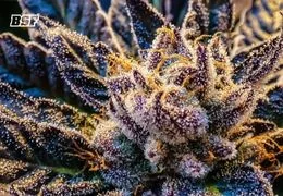 La etapa que todos esperan: la floración del cannabis en Europa
