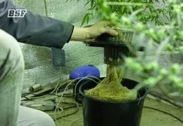 Lavado de raíces en cannabis: el arte de cerrar el cultivo con broche de oro